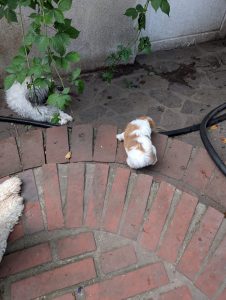 a516e17f-d81a-4379-af36-7bec36e33ed0